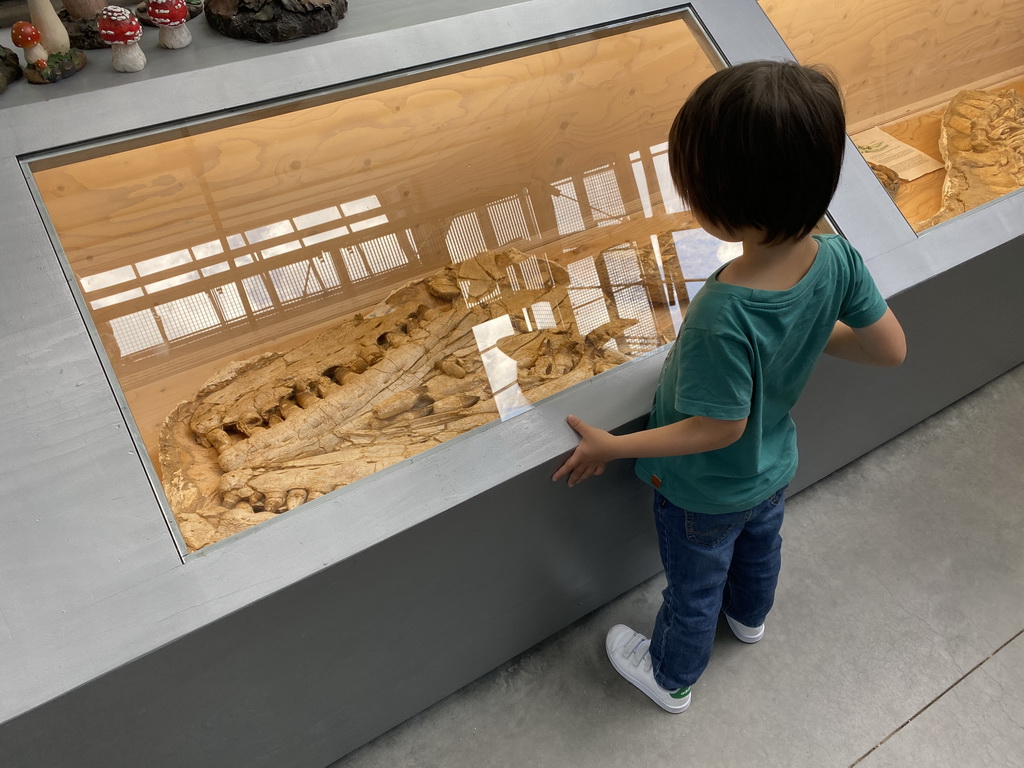 Max with a skull of a Mosasaurus at the Lower Floor of the Dinohal building of the Oertijdmuseum