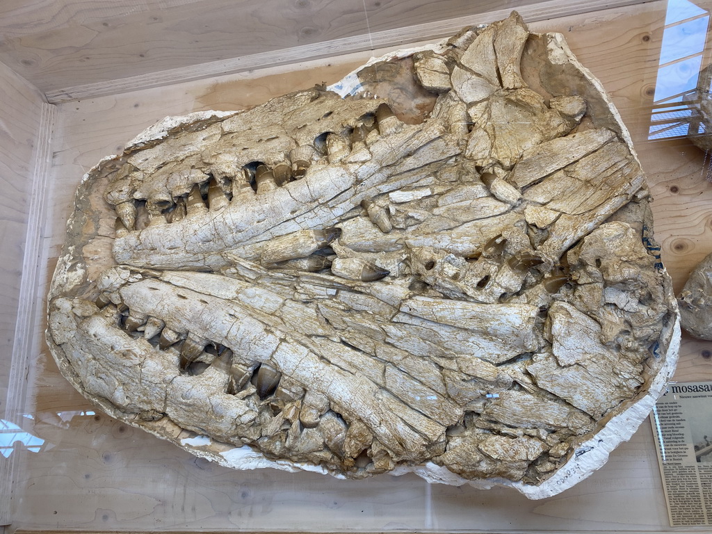 Skull of a Mosasaurus at the Lower Floor of the Dinohal building of the Oertijdmuseum