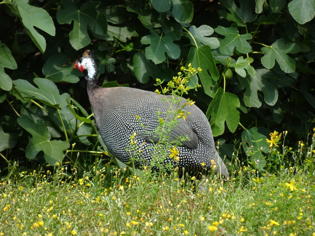 Guineafowl in the Garden of the Oertijdmuseum