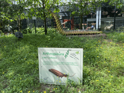 Arthropleura statue at the Garden of the Oertijdmuseum, with explanation