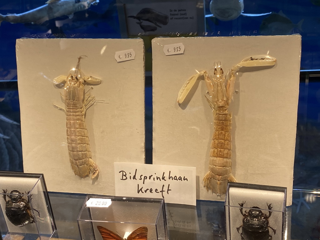 Stuffed Mantis Shrimps at the Lower Floor of the Museum Building of the Oertijdmuseum, with explanation
