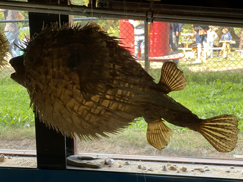 Stuffed Pufferfish at the walkway from the Lower Floor to the Upper Floor at the Museum Building of the Oertijdmuseum