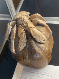 Stuffed Hermit Crab and scientific article at the Upper Floor at the Museum Building