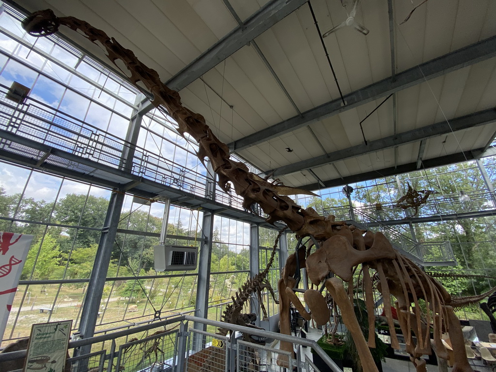 Skeleton of a Brachiosaurus at the Lower Floor of the Dinohal building of the Oertijdmuseum, viewed from the Middle Floor