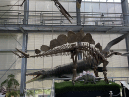 Skeleton and statue of a Stegosaurus and statue of a Mosasaurus at the Middle Floor of the Dinohal building of the Oertijdmuseum