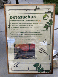 Information on the Betasuchus at the Lower Floor of the Dinohal building of the Oertijdmuseum