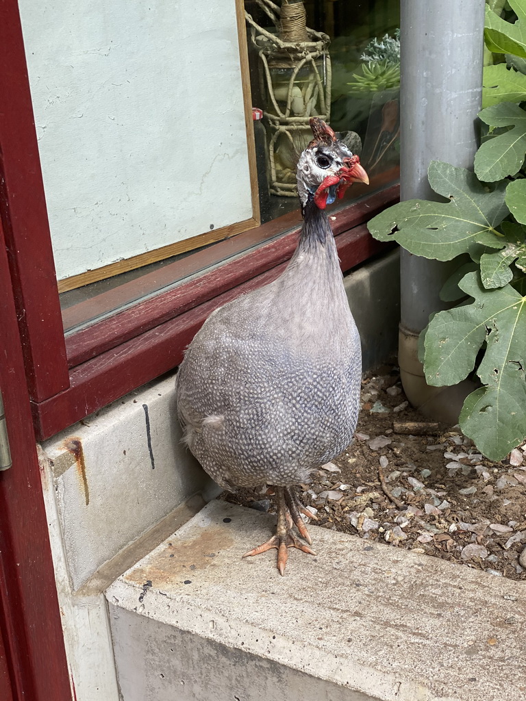 Guineafowl in the Garden of the Oertijdmuseum