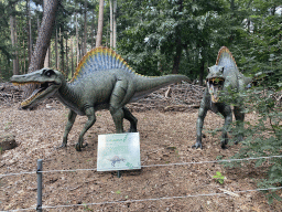 Statues of Spinosauruses at the Oertijdwoud forest of the Oertijdmuseum, with explanation