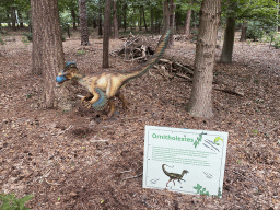 Statue of an Ornitholestes at the Oertijdwoud forest of the Oertijdmuseum, with explanation