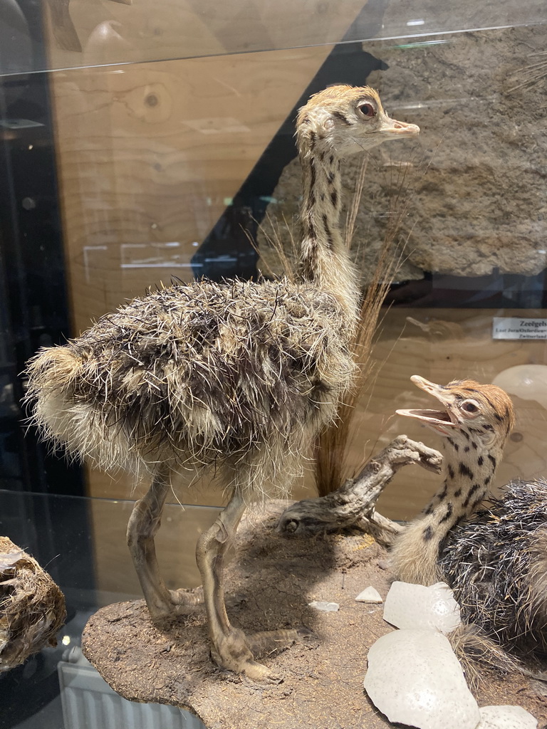 Stuffed Ostriches in the hallway from the Dinohal building to the Museum building of the Oertijdmuseum