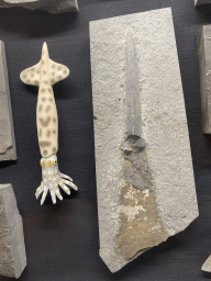 Fossilized Squid and statuette of a squid at the Upper Floor of the Museum Building of the Oertijdmuseum