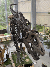 Skeleton of the Tyrannosaurus Rex `Sue` at the Lower Floor of the Dinohal building of the Oertijdmuseum, viewed from the Middle Floor