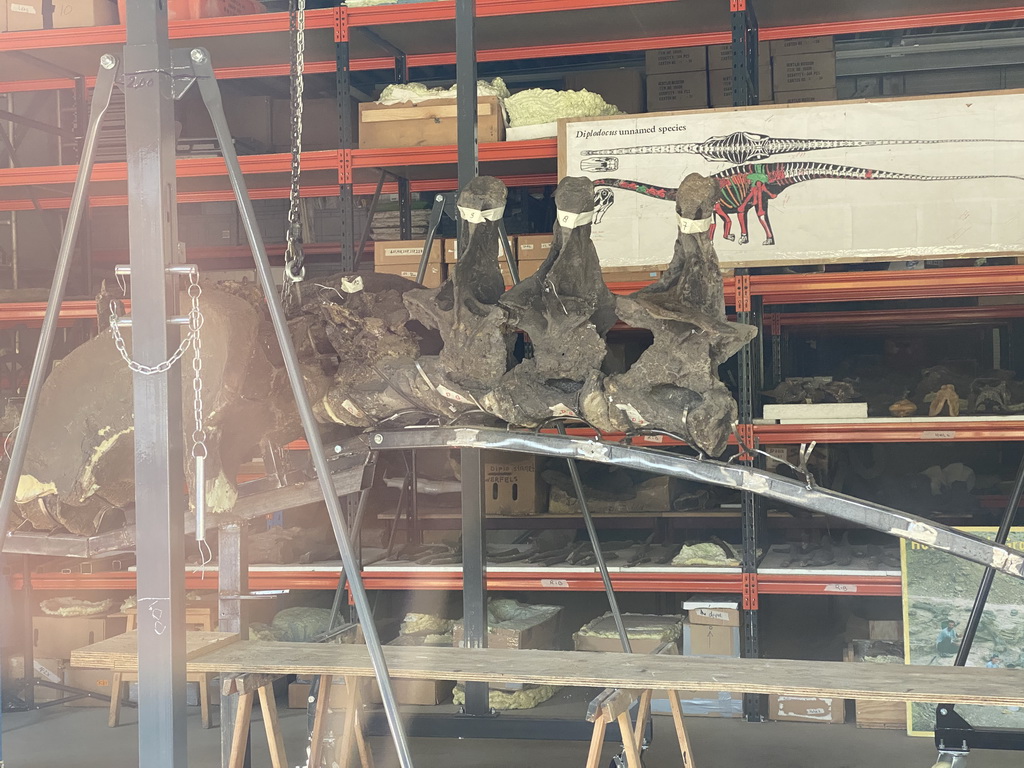 Vertebrae of a Diplodocus at the new building at the Oertijdmuseum