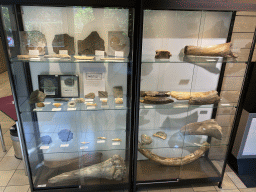 Fossils and fossilized teeth at the Lower Floor of the Museum building of the Oertijdmuseum