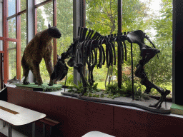 Chalicoterium statue and Woolly Rhinoceros skeleton in the hallway from the Museum building to the Dinohal building of the Oertijdmuseum, with explanation
