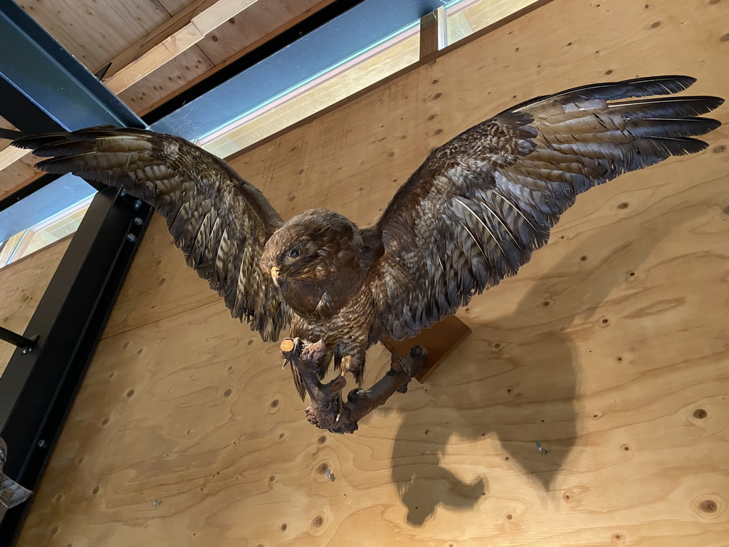 Stuffed bird at the walkway from the Lower Floor to the Upper Floor at the Museum Building of the Oertijdmuseum