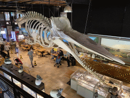 Skeleton of Casper the Sperm Whale at the Lower Floor of the Museum Building of the Oertijdmuseum, viewed from the walkway from the Lower Floor to the Upper Floor