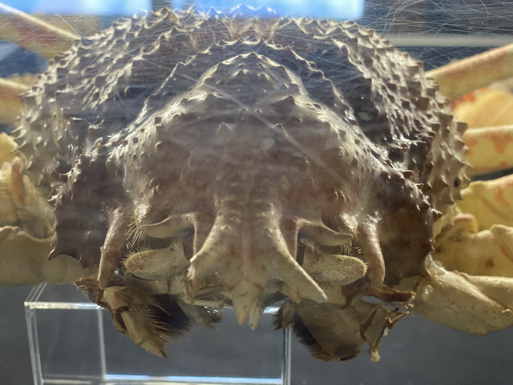 Head of a Crab at the Upper Floor at the Museum Building of the Oertijdmuseum