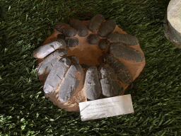 Replica of fossilized Oviraptor eggs at the Upper Floor at the Museum Building of the Oertijdmuseum, with explanation