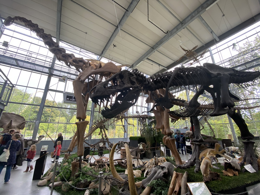 Dinosaur skeletons at the Lower Floor of the Dinohal building of the Oertijdmuseum