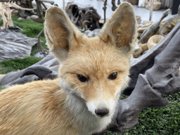 Head of a stuffed Fox at the Lower Floor of the Dinohal building of the Oertijdmuseum