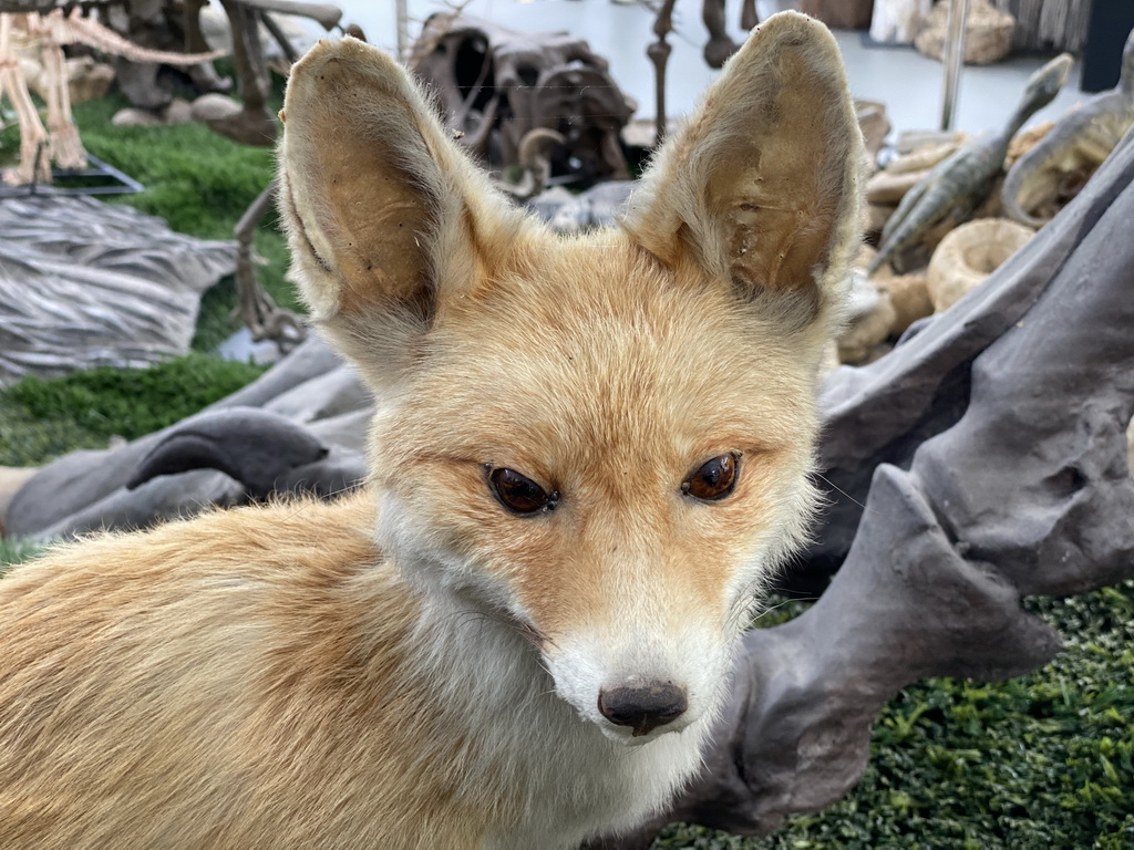 Head of a stuffed Fox at the Lower Floor of the Dinohal building of the Oertijdmuseum