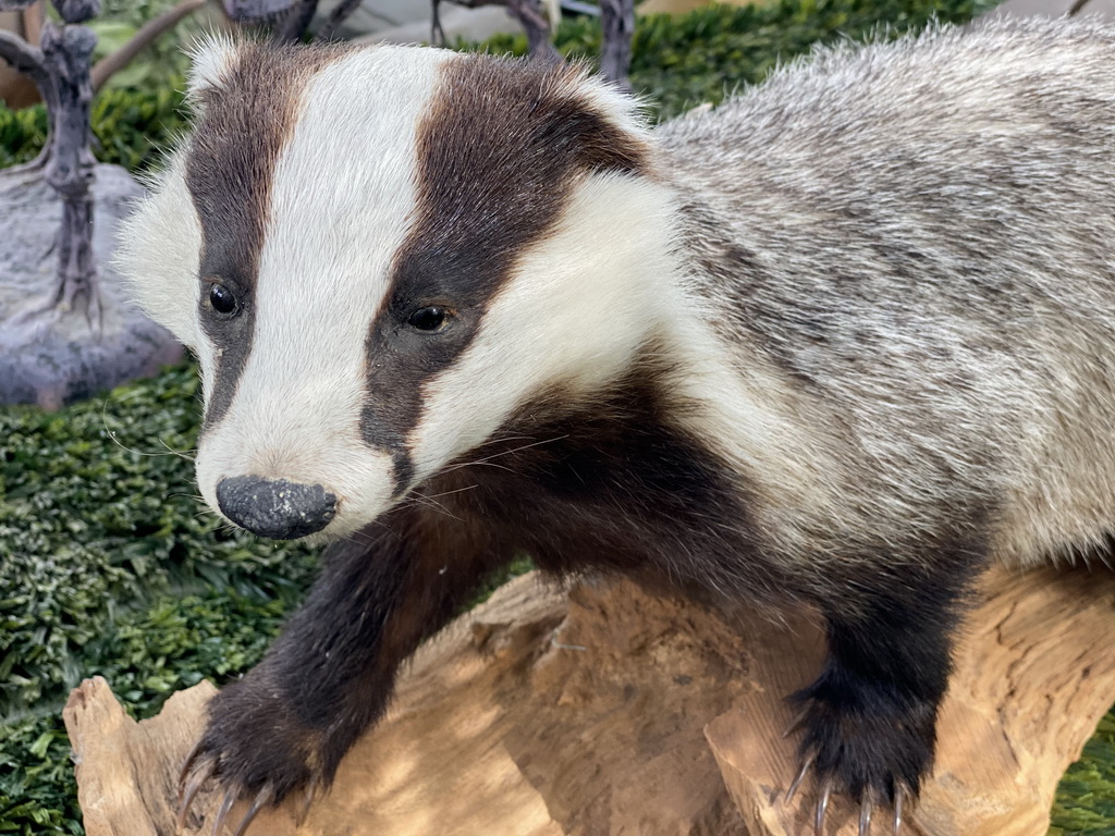 Head of a stuffed Badger at the Lower Floor of the Dinohal building of the Oertijdmuseum