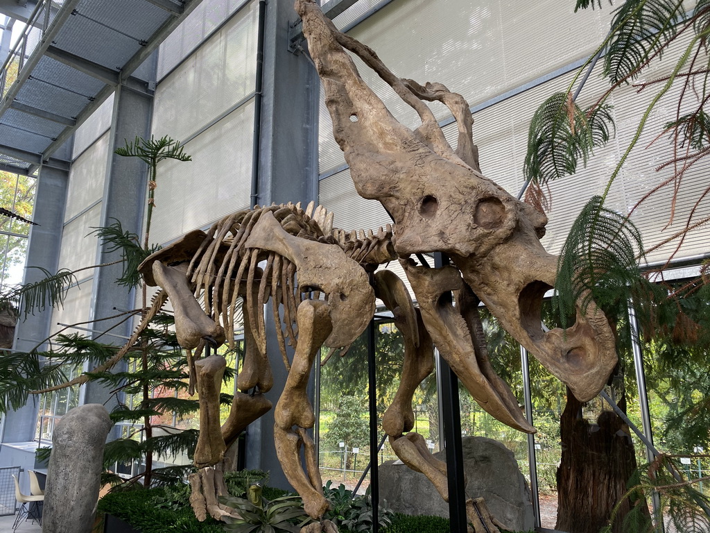 Chasmosaurus skeleton at the Lower Floor of the Dinohal building of the Oertijdmuseum