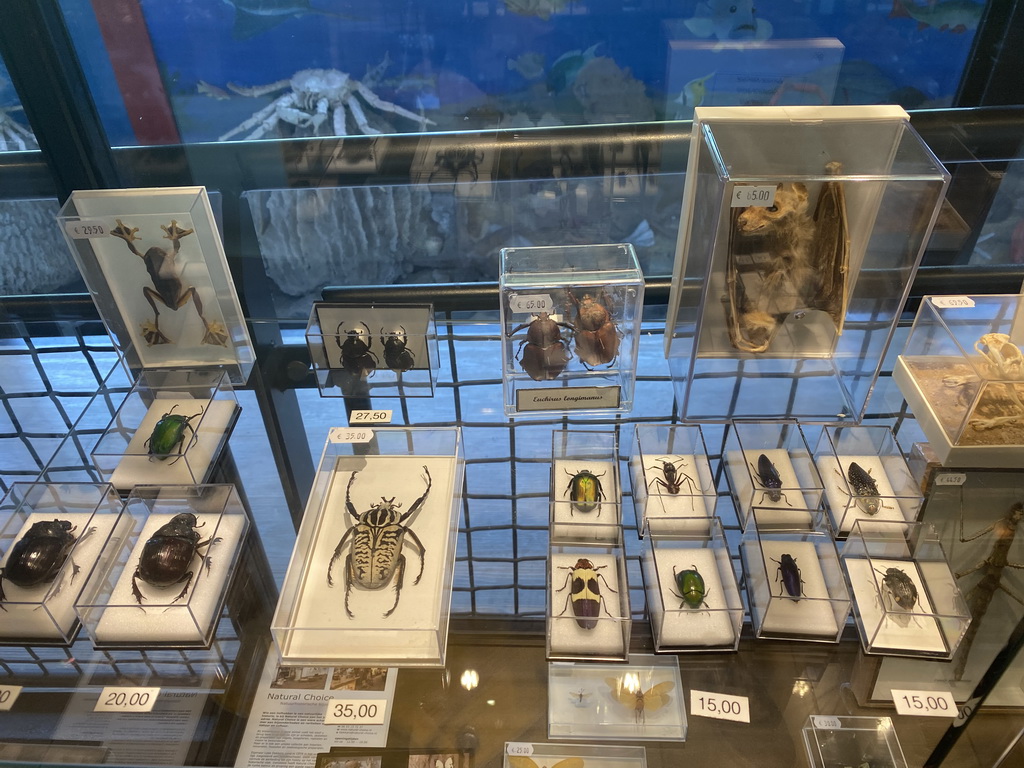 Stuffed animals at the shop at the Lower Floor of the Museum building of the Oertijdmuseum