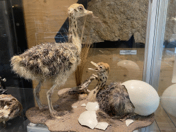 Stuffed Ostriches at the Upper Floor of the Museum building of the Oertijdmuseum