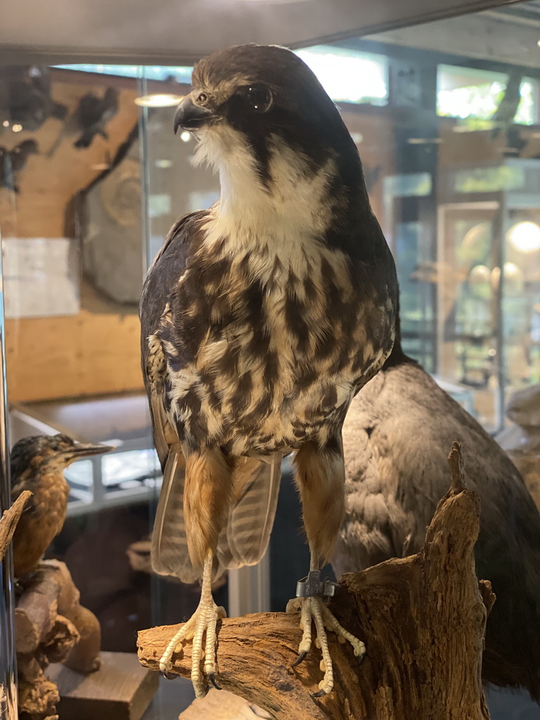 Stuffed bird at the Upper Floor of the Museum building of the Oertijdmuseum