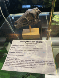 Eoraptor skull at the Upper Floor of the Museum building of the Oertijdmuseum, with explanation