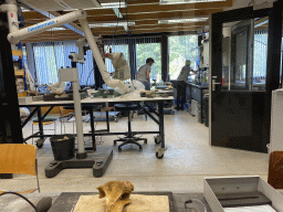 Paleontologists working at the paleontological laboratory at the Upper Floor of the Museum Building of the Oertijdmuseum