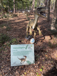 Velociraptor statue in the Oertijdwoud forest of the Oertijdmuseum, with explanation