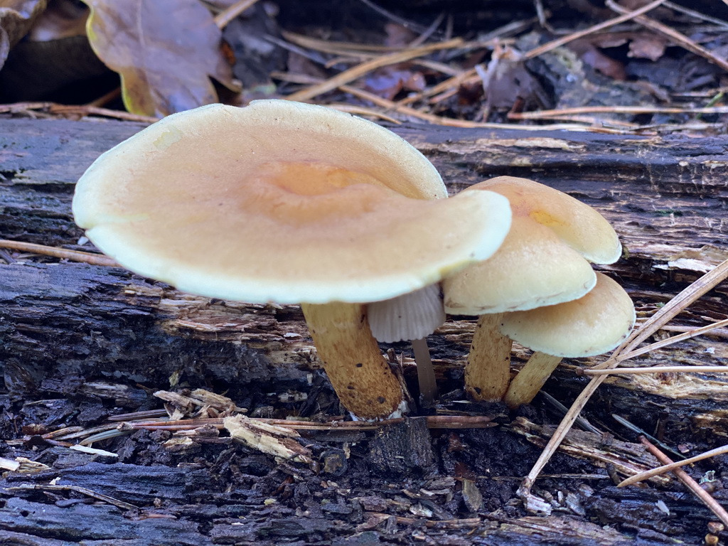 Mushrooms in the Oertijdwoud forest of the Oertijdmuseum