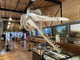 The skeleton of Casper the Sperm Whale above the shop and restaurant at the Lower Floor of the Museum Building of the Oertijdmuseum