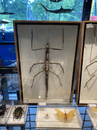 Stuffed stick insect at the shop at the Lower Floor of the Museum Building of the Oertijdmuseum