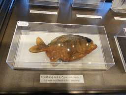 Stuffed Red-bellied Piranha at the shop at the Lower Floor of the Museum Building of the Oertijdmuseum, with explanation