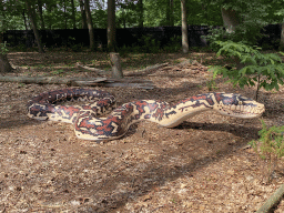Statue of a Snake in the Oertijdwoud forest of the Oertijdmuseum