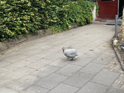 Guineafowl in the Garden of the Oertijdmuseum