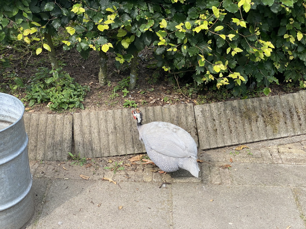 Guineafowl in the Garden of the Oertijdmuseum