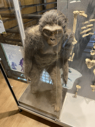 Skeleton of the Australopithecus `Lucy` at the Upper Floor of the Museum building of the Oertijdmuseum