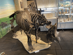 Woolly Rhinoceros skeleton at the Upper Floor of the Museum building of the Oertijdmuseum, with explanation