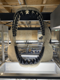 Shark skull at the Upper Floor of the Museum building of the Oertijdmuseum