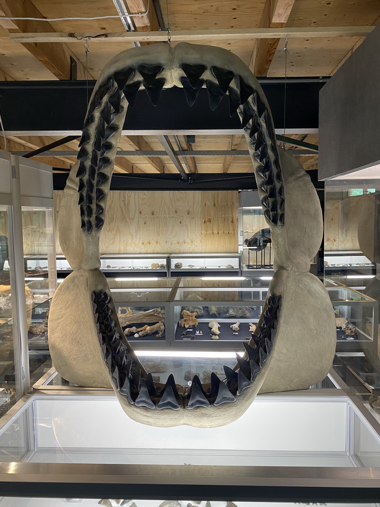 Shark skull at the Upper Floor of the Museum building of the Oertijdmuseum