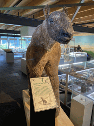 Statue of a Chalicotherium at the Upper Floor of the Museum building of the Oertijdmuseum, with explanation