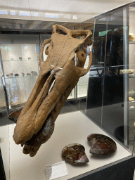 Mosasaurus skull and Ammonites at the Upper Floor of the Museum building of the Oertijdmuseum, with explanation