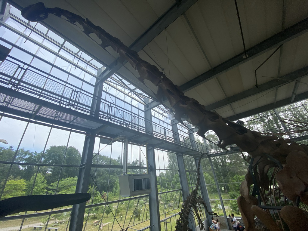 Skeleton of a Brachiosaurus at the Lower Floor of the Dinohal building of the Oertijdmuseum, viewed from the Middle Floor