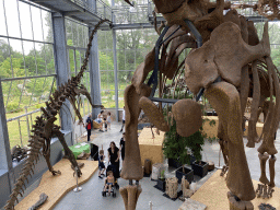 Skeletons of a Diplodocus and a Brachiosaurus at the Lower Floor of the Dinohal building of the Oertijdmuseum