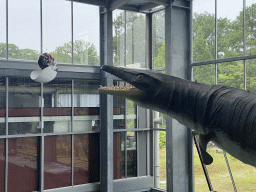 Statues of a Mosasaurus and a Nautilus at the Lower Floor of the Dinohal building of the Oertijdmuseum, viewed from the Middle Floor